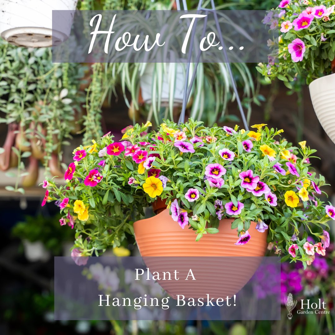 Plant Hanging Baskets - Hanging baskets are a beautiful way to display a variety of plants. They are a real garden statement. Have a read of our latest blog post on our website to find out more! holtgardencentre.co.uk/how-to-plant-h… #holtgardencentre #northnorfolk #hangingbasket #howtoguide