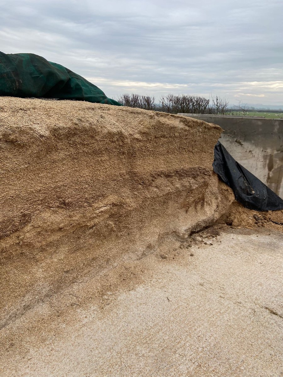 AgrikingLtd's tweet image. ✅Crimped grains provide fermented starch which is safer to feed and also aids rumen function.

Call ☎️ 
UK - 01243558884
Ireland - 016575628                               Or contact your local rep

Silo-King®️ = More 🥛&amp;amp;🥩 from 🌱🌾🌽

#KeyToProfit