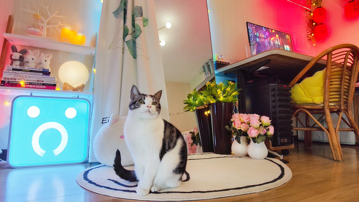 MismiMew's tweet photo. @A_i Stray bedroom and my baby cat https://t.co/fFV7K6H7tL