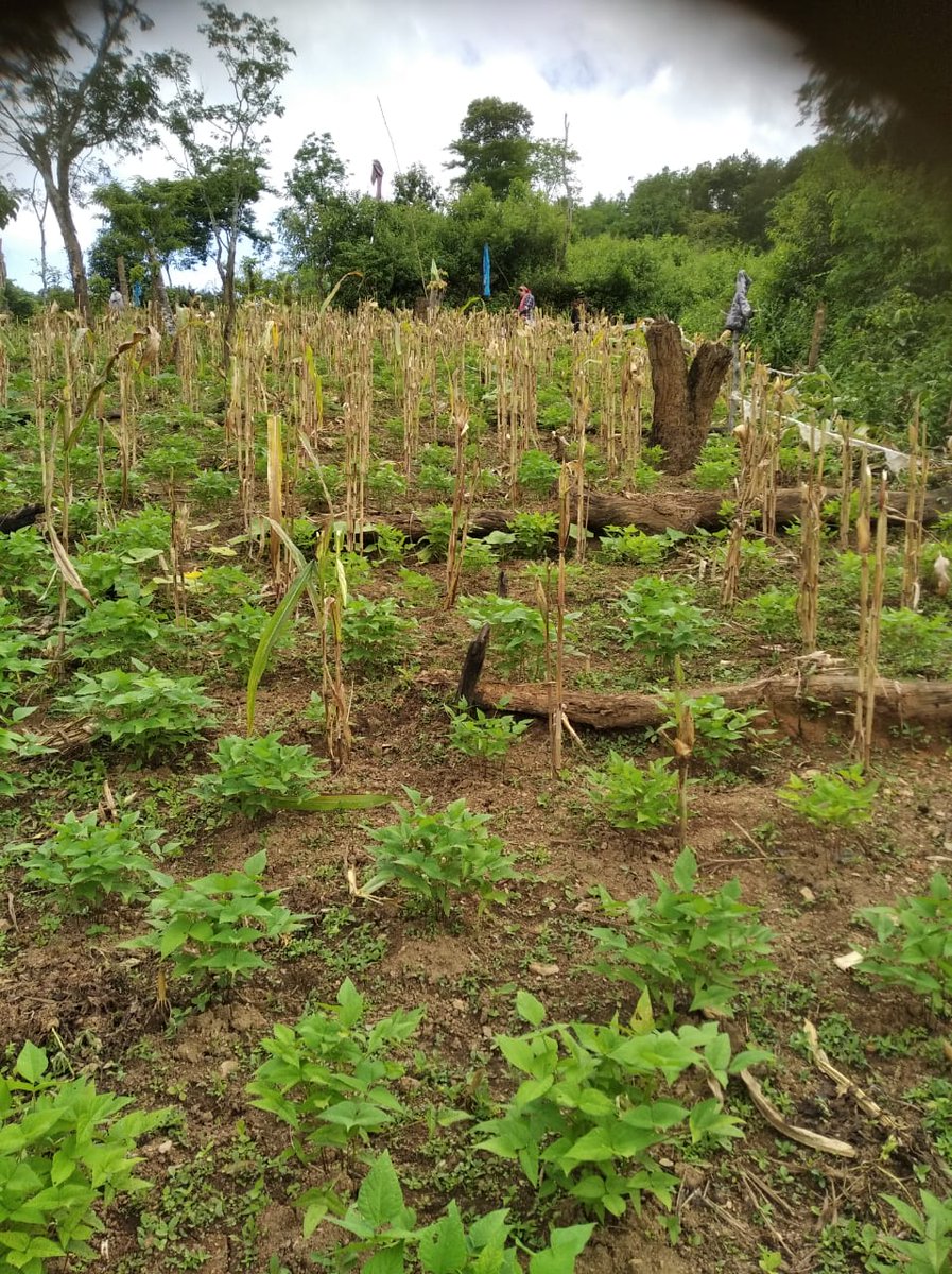 Listen to an Interview today Feb 16 on Cultivating Pulses for #foodsecurity with Dr.Vizokhonyu Yhome,SDAO @focusnagaland in Farm&Home Prog @6.40pm in both PC & FM of AIR #Kohima.
Interviewer Kenongozo.

@AkashvaniAIR
@ADGPNER
@AgriGoI
@MyGovNagaland
@AgriNgl
#AtmanirbharKrishi