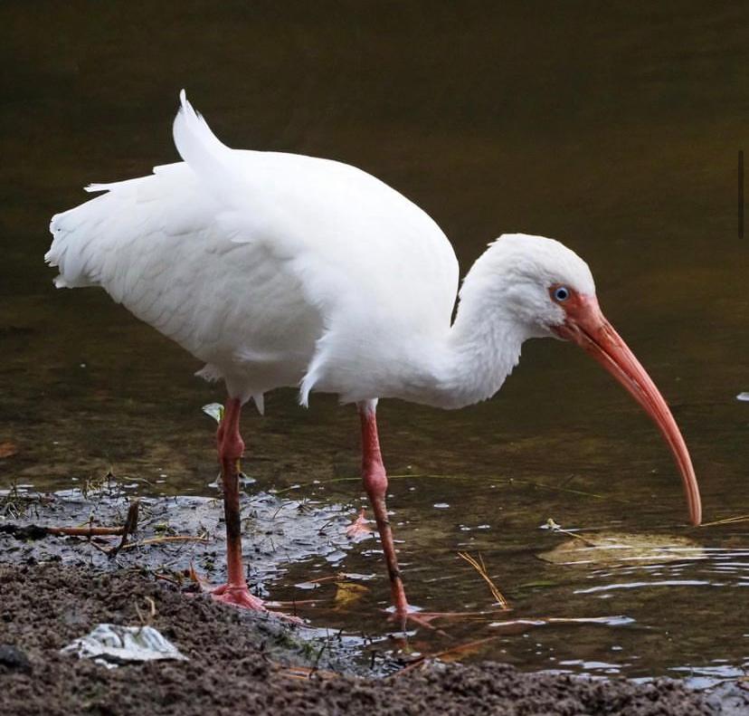 Riggs Barstool (Barstoolriggs) / Twitter