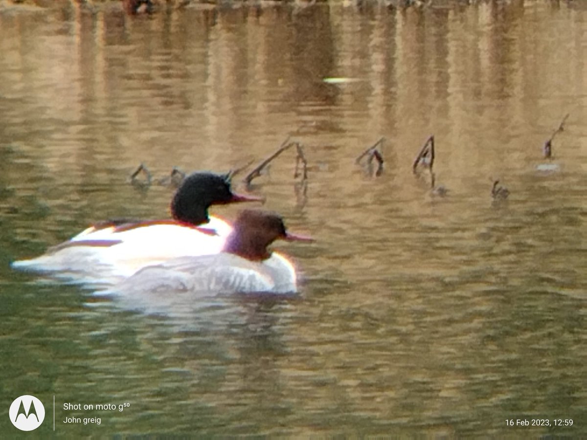 JohnGreig2's tweet photo. Pairing up and seeing off the rivals 💞 #Goosanders https://t.co/ia4QIP0ZOc