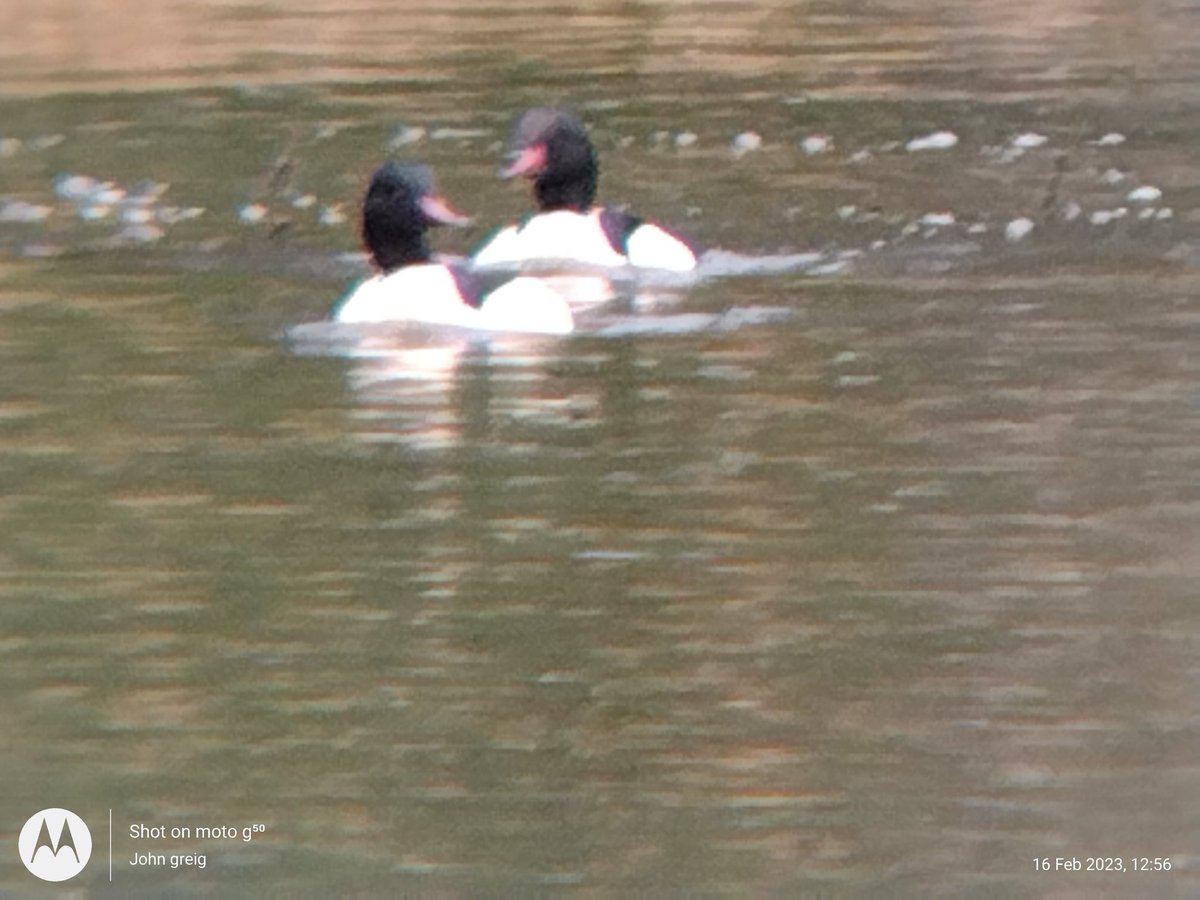 JohnGreig2's tweet photo. Pairing up and seeing off the rivals 💞 #Goosanders https://t.co/ia4QIP0ZOc