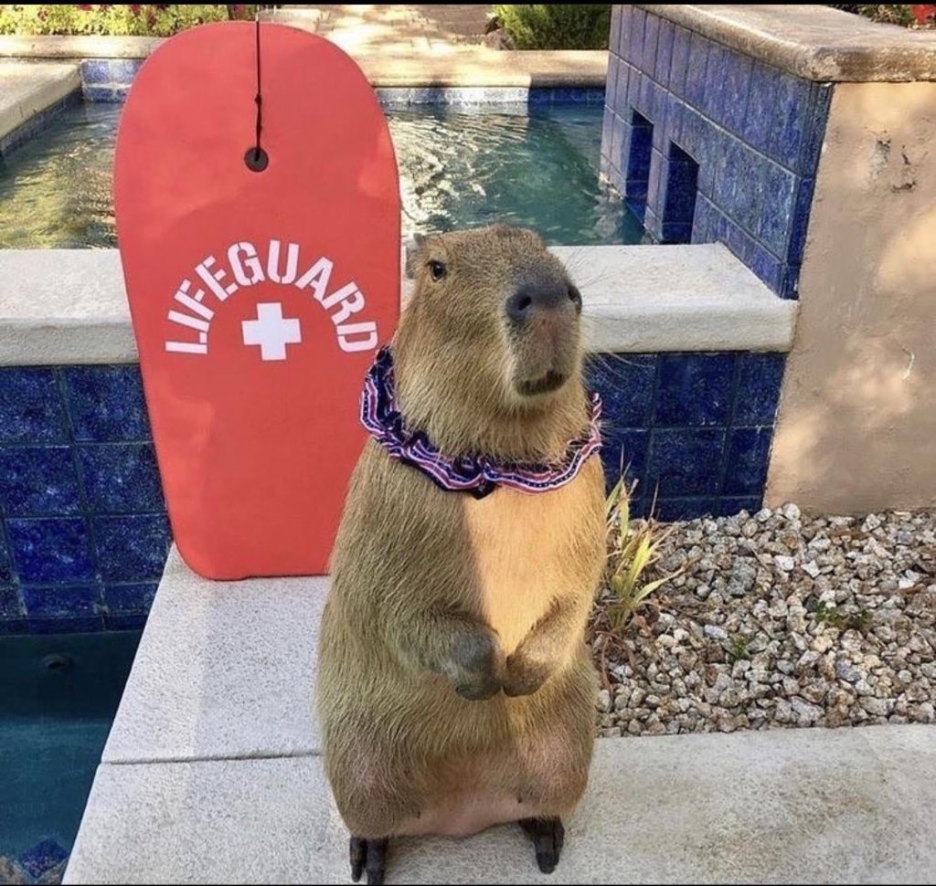 CAPYBARA_MAN's tweet image. i trust him with my life