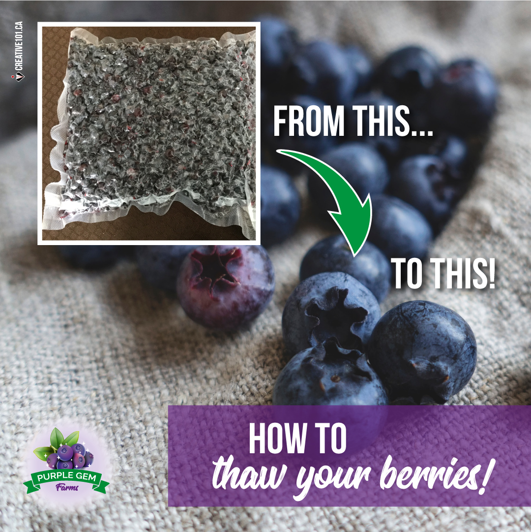 #TipTuesday 
Wondering what the best way to thaw your Saskatoon berries is? 🤔

Put the bag in a bowl with cold water and check them in 10 minutes or so. They will be ready to enjoy very soon! 😊👍

#SaskatoonBerries #LeducBusiness #BerriesRetail #NaturesLittleGem