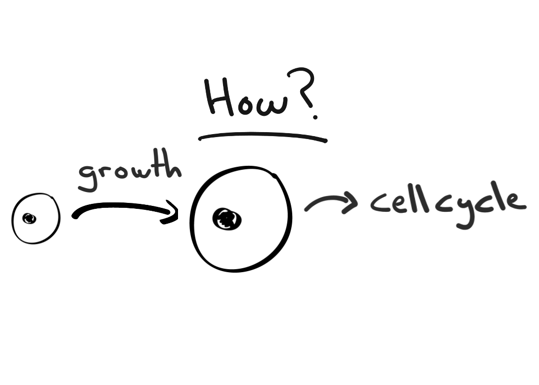 Postdoc position(s) available! We are broadly interested in the molecular mechanisms linking cellular growth and form. We are interested in the mechanisms cell use to regulate their size, and why they do it. 1/4