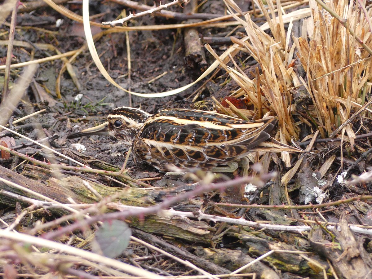 Steve Thorogood (@stevethorogood8) on Twitter photo Jack snipe on Poor’s Allotment today. #glosbirds <a href="/GlosterBirder/">Mike King🦉🐺</a> <a href="/MartinVaisey/">Martin Vaisey</a> <a href="/gloswildlife/">@Gloucestershire Wildlife Trust</a> Jack snipe on Poor’s Allotment today. #glosbirds <a href="/GlosterBirder/">Mike King🦉🐺</a> <a href="/MartinVaisey/">Martin Vaisey</a> <a href="/gloswildlife/">@Gloucestershire Wildlife Trust</a>