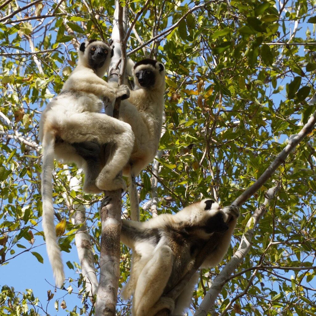 Crazy_Puffin_'s tweet photo. 🐒 Hang in there adventurers 🐒 
💥Weekend is just around the corner 💥

Any idea where you can spot these crazy eyed monkeys in their natural habitat? 🐒

#lemurs #wildlifetravel #wildlifelovers #wildlifeadventure #travel2023 #traveldestinations2023 … https://t.co/S1KsX7P8lR https://t.co/WQBIX88zJz