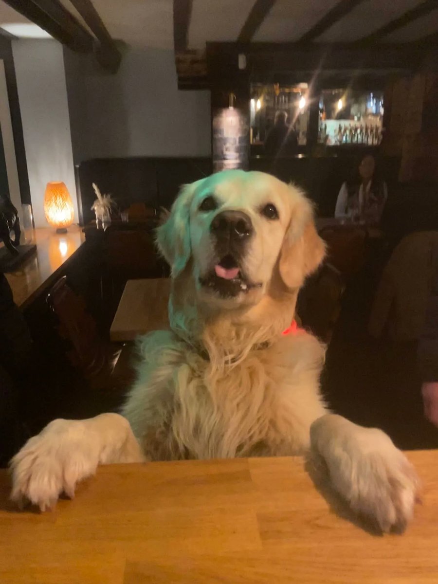ditchlingbull's tweet photo. Bowl of tepid water and a handful of your finest dog biscuits, please Landlord! ๐ถ๐๐ป
#FeelingRuff #DogFriendly #Pub @youngspubs https://t.co/cjMIQPhKrG