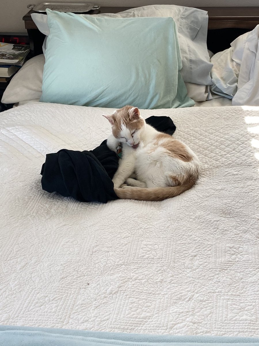 Guy peep left his T-shirt on the bed so I’m taking revenge for all the 🧦 he’s put on me heh, heh, heh 😹😸😹 (he was pretty 😡 because I got all my white hair all over his navy T-shirt😹)