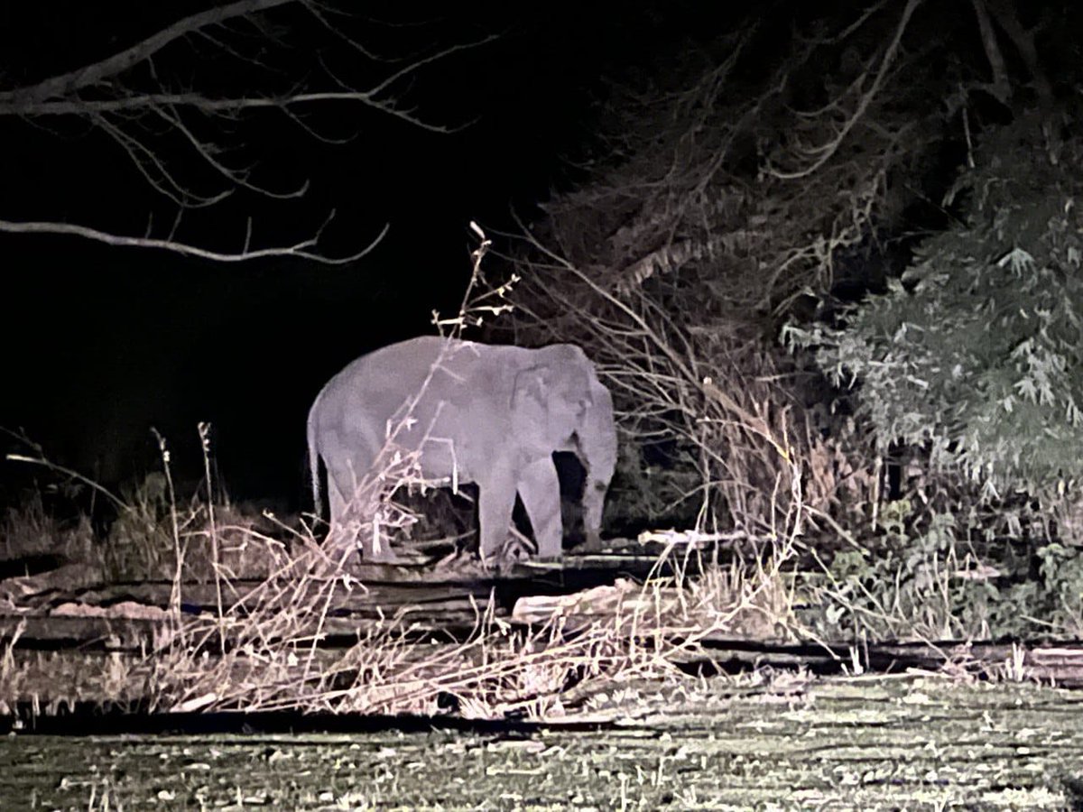 himantabiswa's tweet photo. An encouraging sight!

Our efforts to clear encroachment from Burhachapori WLS bore fruit almost instantaneously as a jumbo visited the evicted areas this evening.

Over 2,000-HA land was cleared in Siali, Lathimari &amp; other WLS areas in past 3 days without any untoward incident. https://t.co/w3DxsJWREg