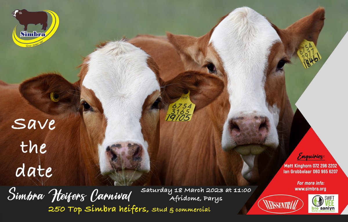 Stockfarmmag's tweet photo. The Simbra Cattle Breeders’ Society of South Africa will host a heifer carnival on 18 March at 11:00 at the Afridome, Parys. 250 top Simbra stud and commercial heifers on offer! Contact Matt Kinghorn at 072 296 2202 or Ian Grobbelaar at 060 965 6207. @SimbraZA #Auction #SimbraSA https://t.co/HFuI17slnt