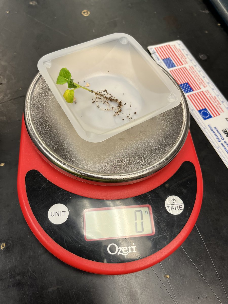 _norwayneffa's tweet photo. What a sad, but educational, second trial for our misome!

After consulting with a local extension agent, we are currently thinking the plants received the wrong amount of water or nutrients. Could it be that our worms actually caused problems? 🪱

@GrowBeyondEarth @getMARSfarm https://t.co/LKXvSauGOi
