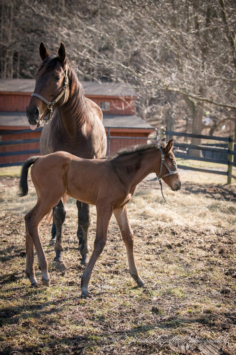 King for a Day filly out of Qualifying! 📷 @METROLANDPHOTO