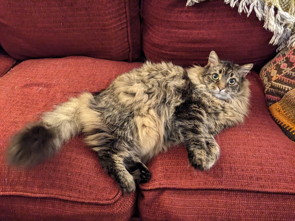 dinner_plate's tweet photo. @MeddlingAdults I hear you like pets named after other animals. Please meet my resident catfish, Marlin! https://t.co/vWCSDj1aX0
