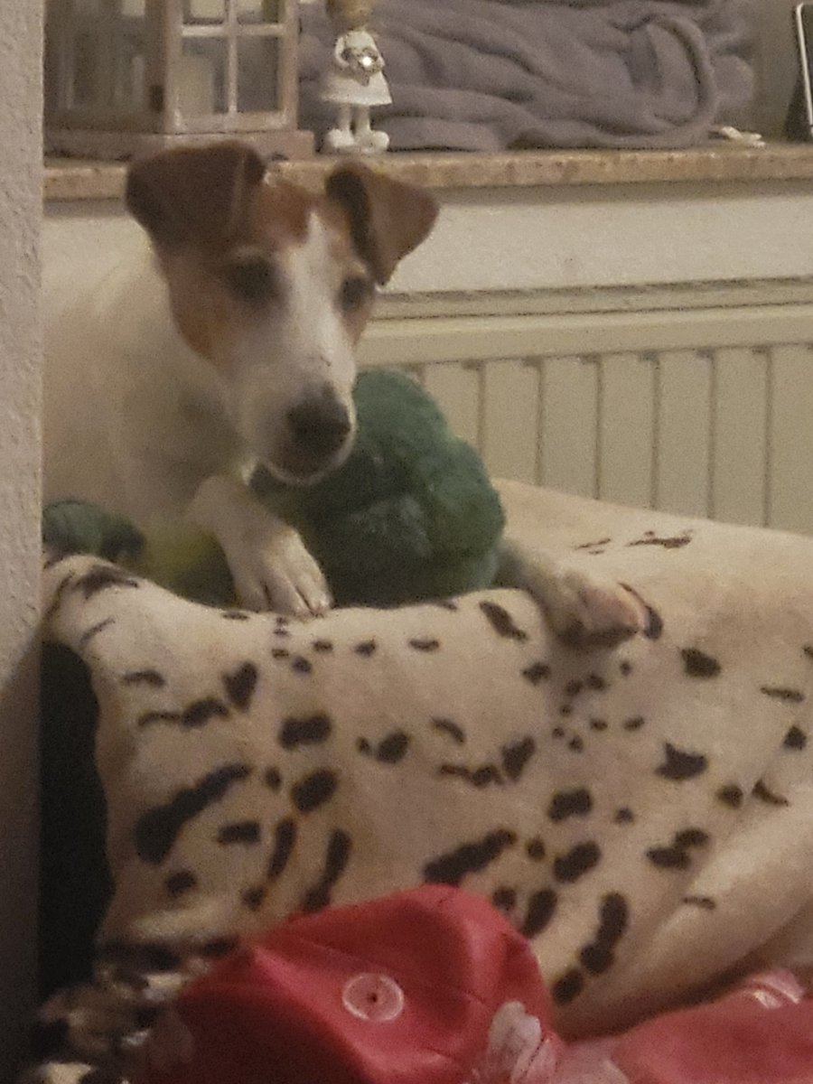 blserienfan's tweet photo. My dog is a German broccoli too🥰🤗❤️
@bb0un @Prem_space
#BounPremxFANDOMLIVE #BetweenUsTheSeries #BounPrem #BounPremGermanbroccolis #germansupport https://t.co/iZHiAs3JHf