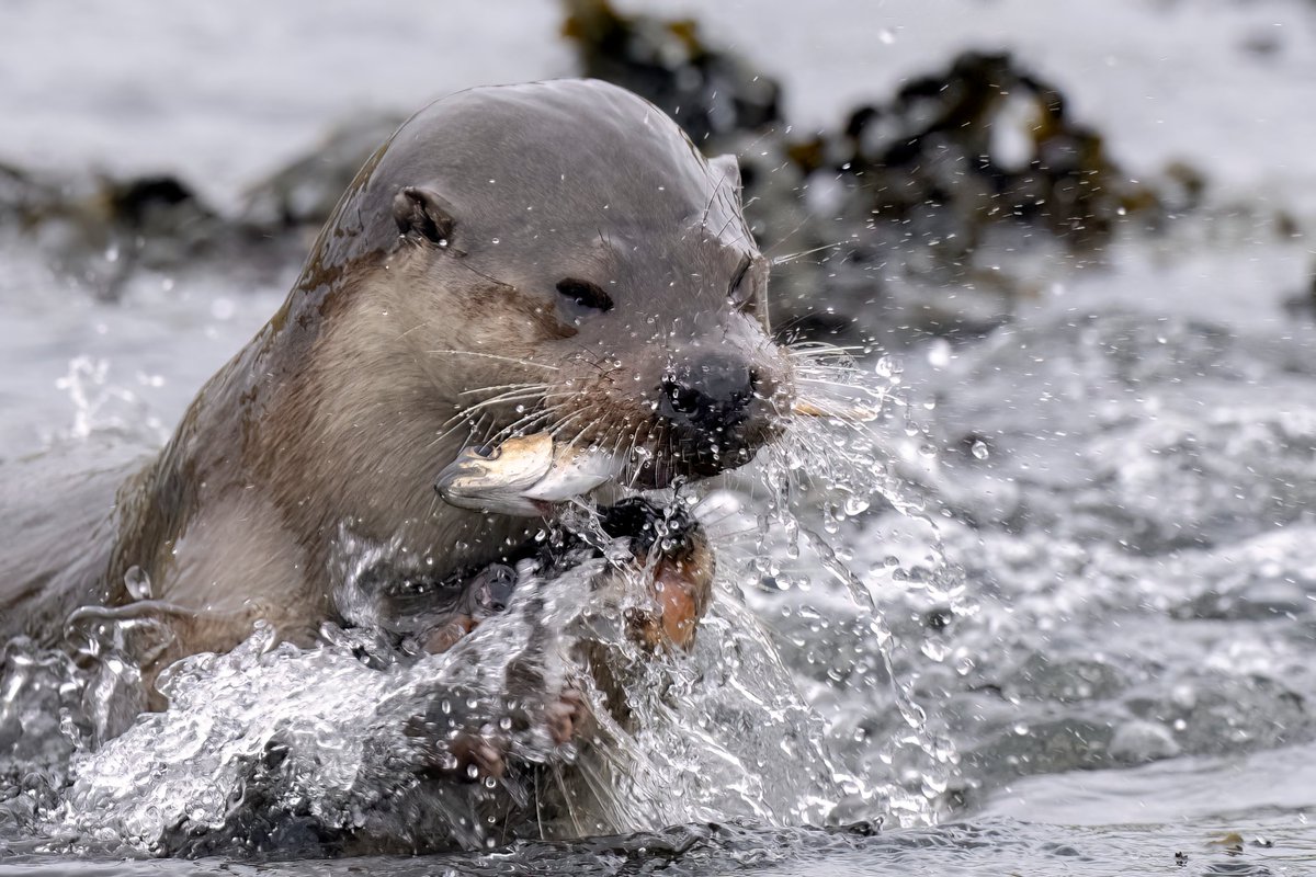 mostlyotters's tweet photo. Some more recent Otter encounters on Shetland... https://t.co/7aEBQTOI2k
