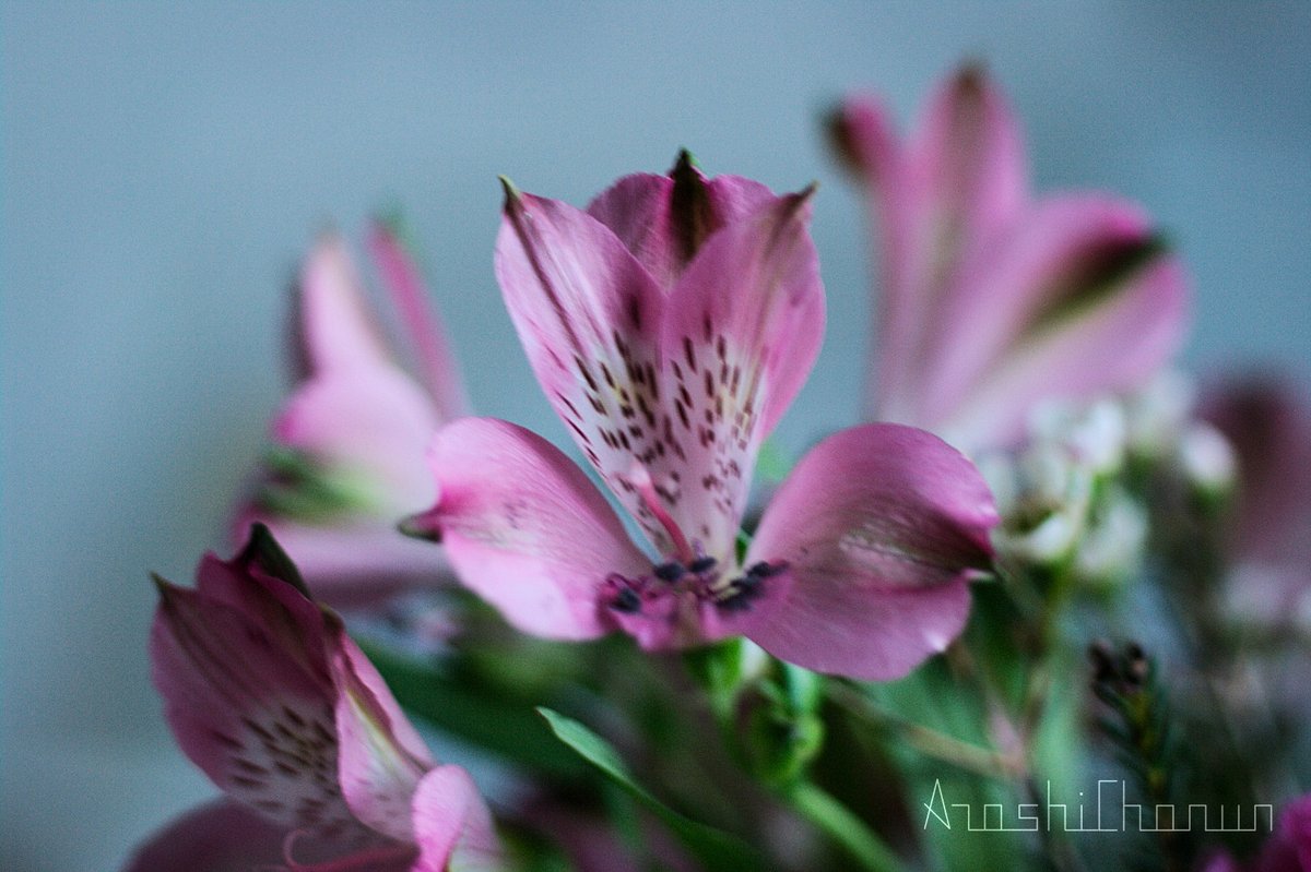 ArashiChanun (@arashichanun) on Twitter photo 