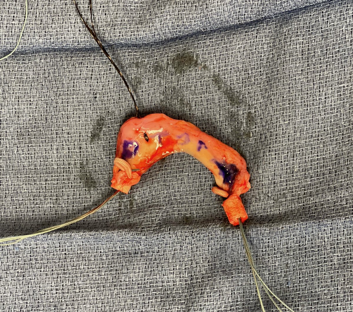 Clayton Nuelle, MD, FAAOS tweet media