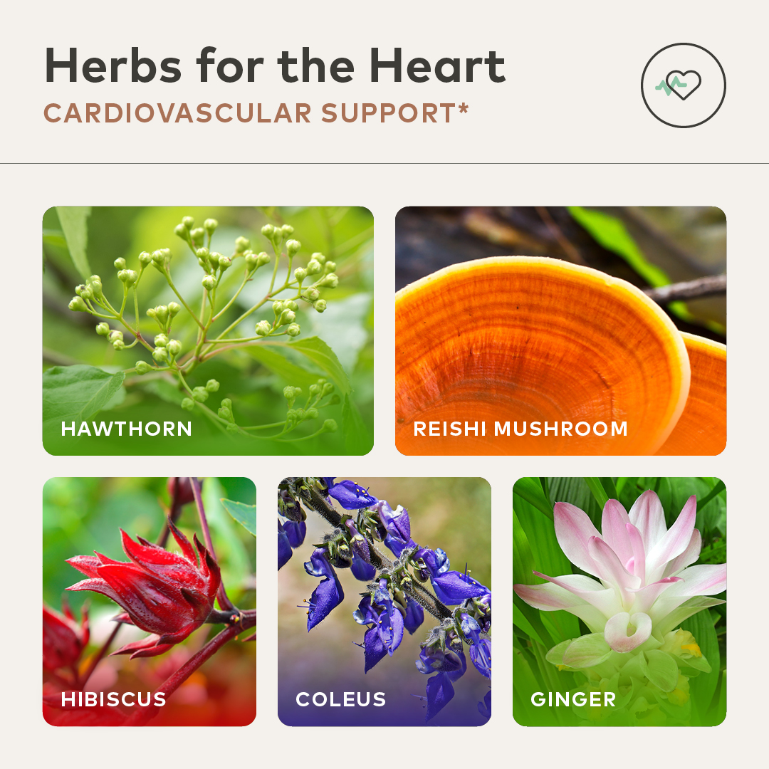 GaiaHerbs's tweet image. Heart health is important for both you and your loved ones. Here are some of our favorite herbs for cardiovascular support 💚 
#cardiovascularsupport #hearthealth #herbs #gaiaherbs