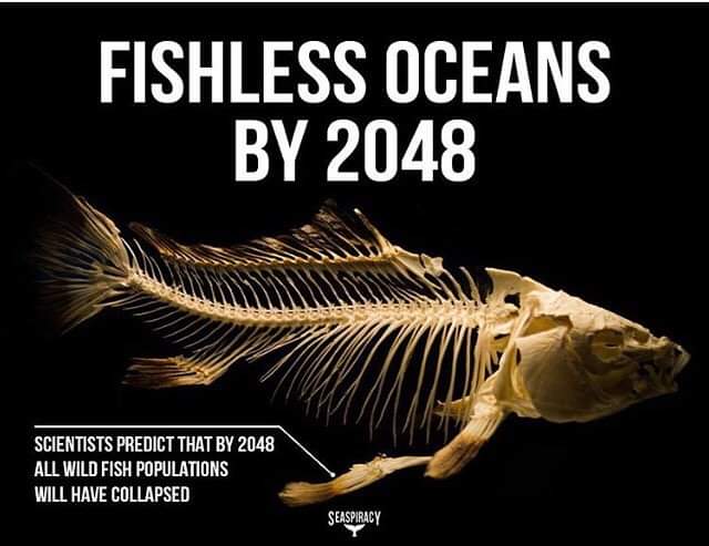 SkyLaGatta's tweet photo. We call on
the @UN @antonioguterres to:

🟠Prohibit all commercial fishing on the #HighSeas 

🟠Declare the high seas an United Nations Protected Area

🟠Establish and implement an effective global ocean monitoring force 

✍️ https://t.co/XY3JGNS6rF 

 🌊 #BBNJ #HighSeasTreaty https://t.co/QARo8Hn1w7