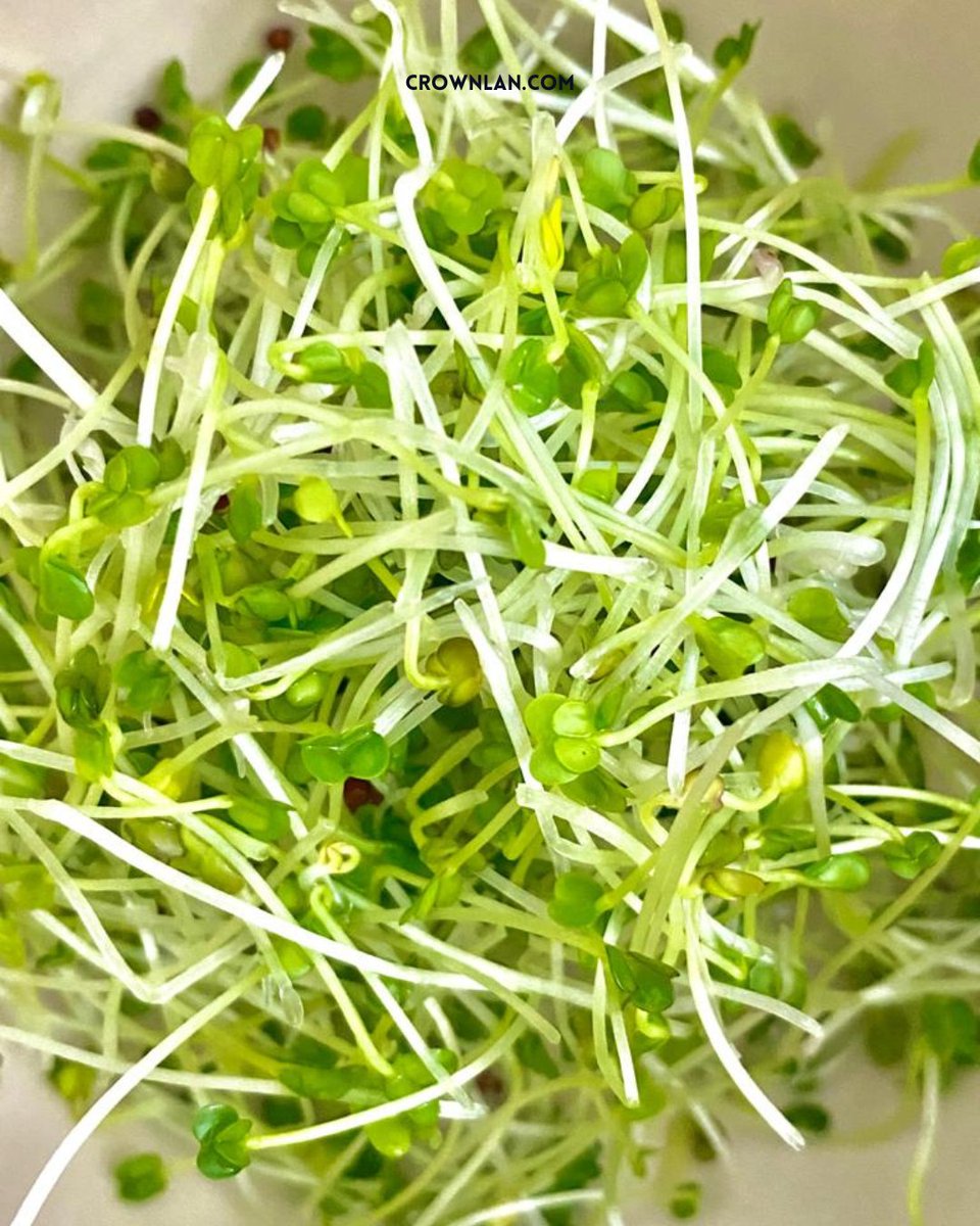 CROWNLAN's tweet photo. Music + Nature = 💓💓💓

https://t.co/QOhhPUZQKX
___
#Musicians #Singers #IndieMusic #microphone #piano #pianoplayer #Sprouts #organic #naturalfoods #healthyfoods #broccoli #healthylifestyle #food #Music #Nature #germogli #germogliosi #germogliatore #sprouter #lewitt #roland https://t.co/z5XDmo6jo9