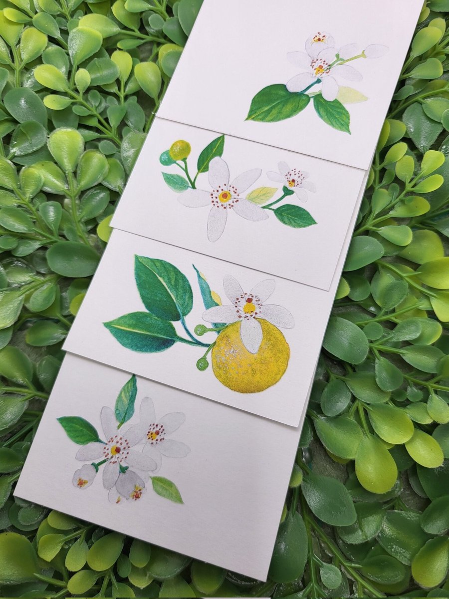 New orange blossom notecards in my #etsy shop! send a handwritten note or decorate your journal with sunshine and sweetness.
etsy.me/3YWxykE

#orange #etsyshopupdaye #shopupdate #newitem #stationary #handmadecards #floralgifts #etsyartist #orangeblossom #floridaflower