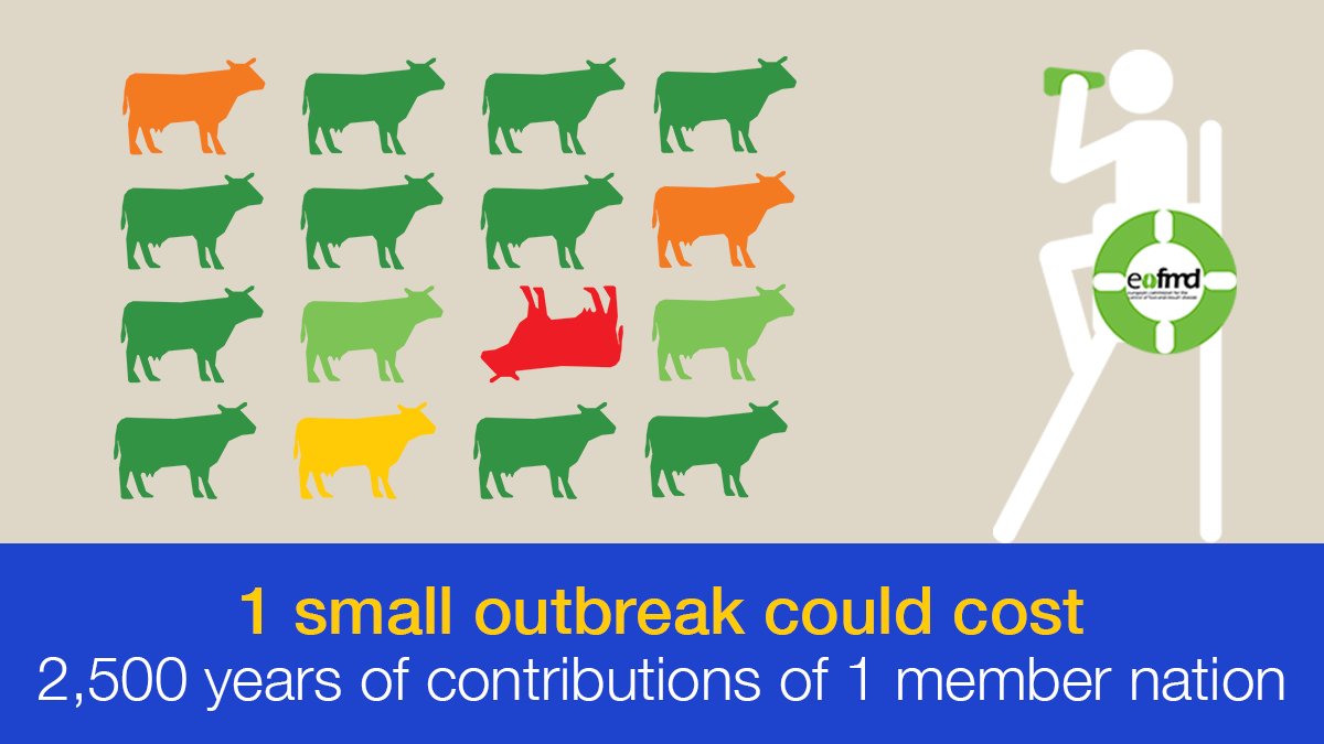 Eufmd's tweet photo. An incursion of #Footandmouth Disease into a country that is normally free, results in a very large economic impact. 

More information about the disease are available on our website: https://t.co/S5JZ2WPej3 #FMD #Animalhealth https://t.co/GxVAXXLtcV