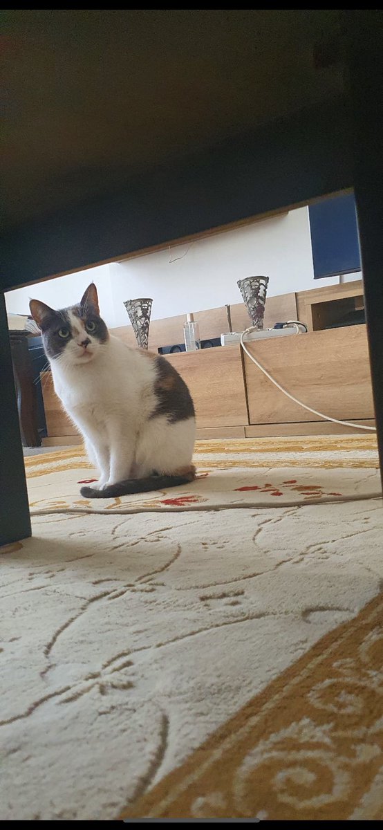 iremcokguzels1n's tweet photo. kedim enkazda kayboldu, Esenlik Mahallesi Sehit Mehmet Yılmaz sokakta görüldü en son komşumuz birinin kucağında görmüş, en sonda depremden sonraki tek fotografi var babam cagirmis gelmemis. İsmi Maya, adina duyarli. gören duyan varsa lütfen bana ulassin. https://t.co/S7tWd08ho6