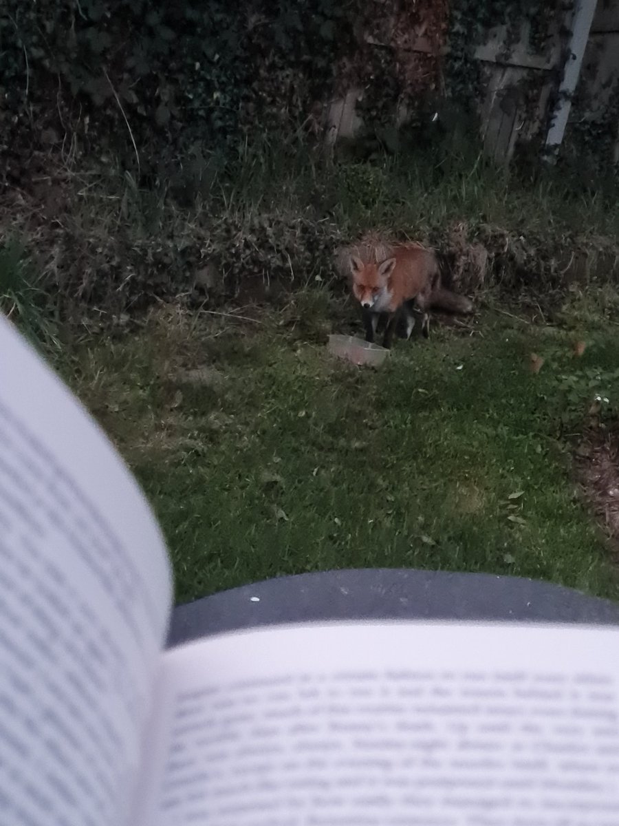HumansAreStup1d's tweet photo. Shout out to this guy who was watching me read last night 🤸‍♀️ https://t.co/uREVhh4EXz