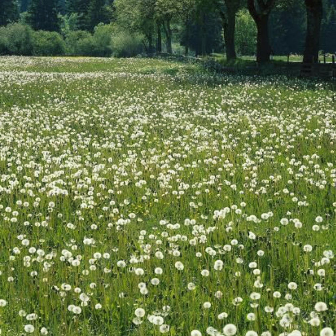 แดนดิไลออน (น.)
ดอกไม้แห่งความหวัง คำอธิษฐานและความสุข มีความเชื่อของคนญี่ปุ่นว่า ถ้าเราอธิษฐานและเป่าปุยเมล็ดของเจ้าแดนดิไลออนให้หลุดไปได้ทั้งหมดในครั้งเดียว คำขอของเราจะเป็นจริง และเหมือนบอกกับคุณว่า “ห้ามหมดหวังในสักวันเลยนะ” :-)