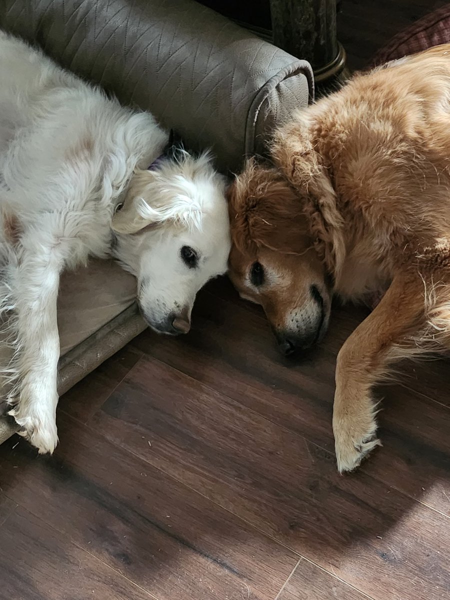 FurryGoldDreamz's tweet photo. Maya is 10 today 
Cody showing some ❤️ #goldenretriever https://t.co/E7RrA4eYXx