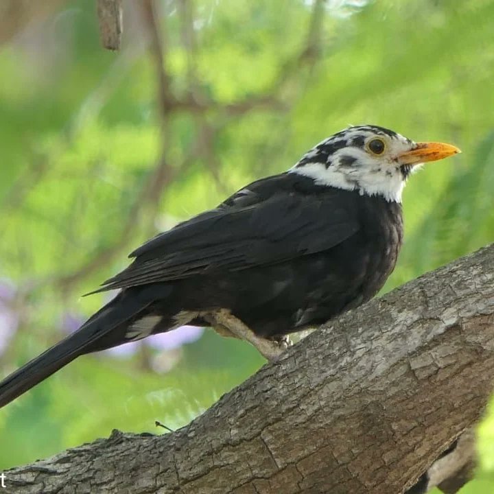 This is your time to take a breather and enjoy our campus wildlife and nature.
The common blackbird is usually completely black, but if it is affected by pigmentation, its feathers turn white.
This beautiful blackbird usually visits at the lemon groves on campus
🪶