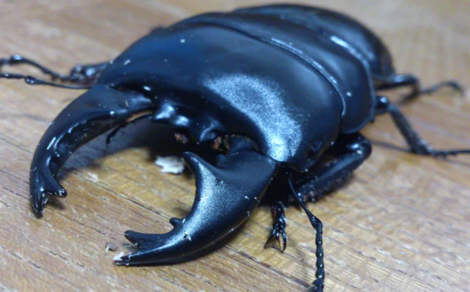ムシキングがトレンドじゃん…俺の飼ってた同胞たちも見てよ 