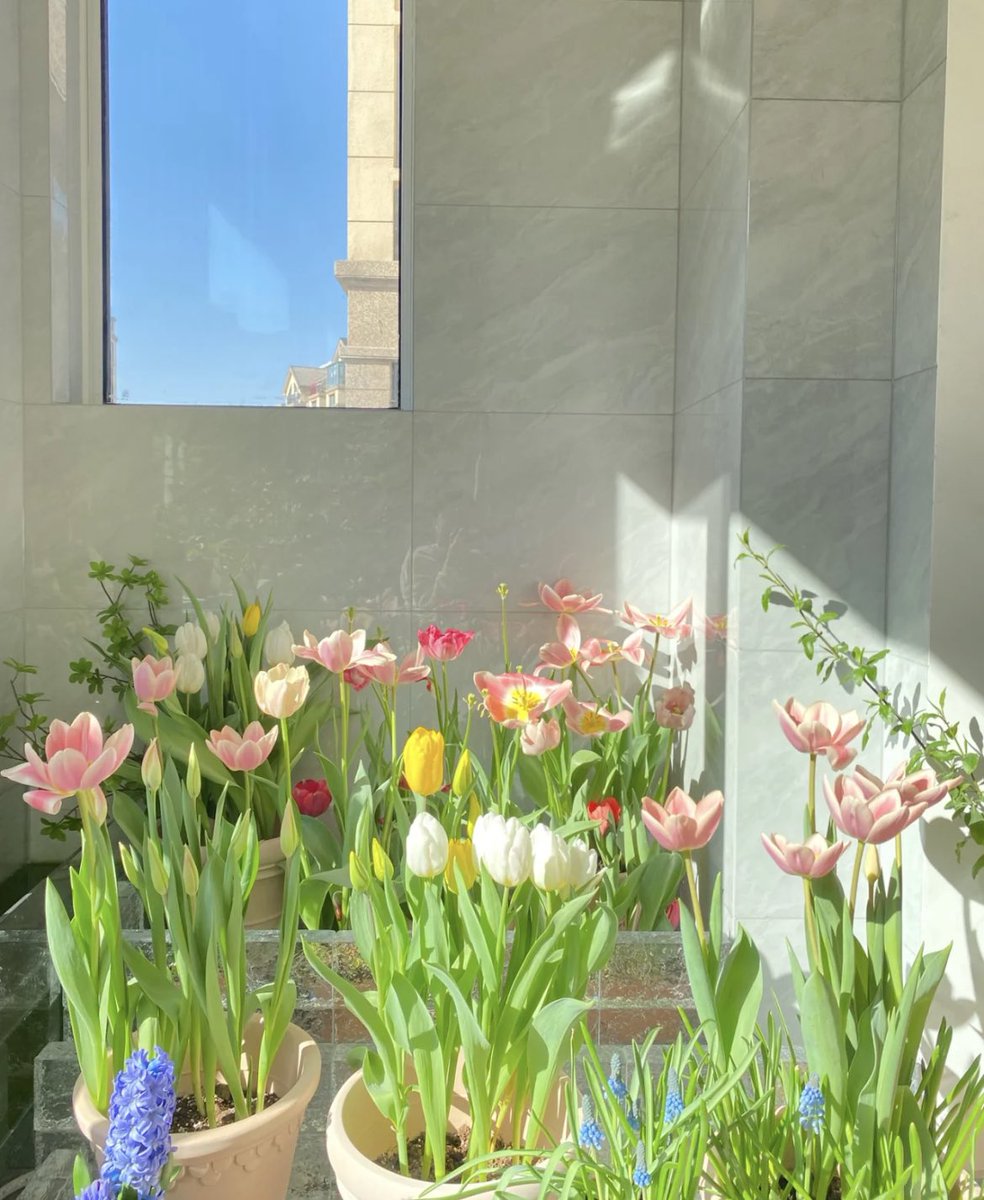 seokuva's tweet photo. beautiful sunlight on flowers ☀️💐 https://t.co/yVsZnnSCtz