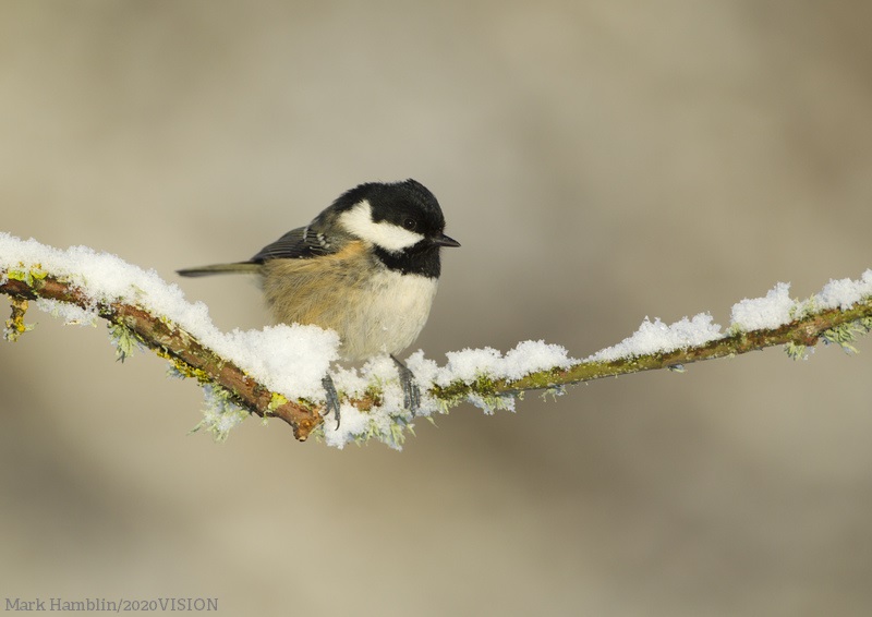 WildlifeTrusts's tweet photo. Wildlife needs our help now more than ever. Head to our website to see how you can help the creatures on your doorstep. 🚪 https://t.co/LPqlti0t4V https://t.co/GldoI1xnHV