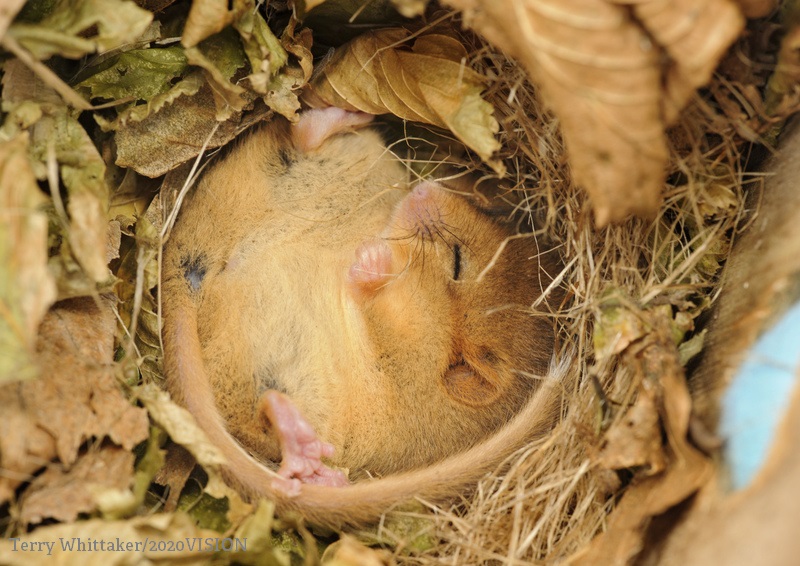 WildlifeTrusts's tweet photo. Wildlife needs our help now more than ever. Head to our website to see how you can help the creatures on your doorstep. 🚪 https://t.co/LPqlti0t4V https://t.co/GldoI1xnHV