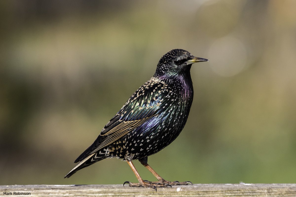 WildlifeTrusts's tweet photo. Wildlife needs our help now more than ever. Head to our website to see how you can help the creatures on your doorstep. 🚪 https://t.co/LPqlti0t4V https://t.co/GldoI1xnHV