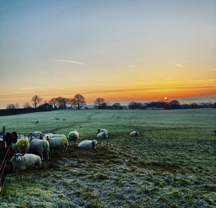 Frosty sunrise on the farm. We’re trying to shake winter off but it’s still got some teeth.
(Ps: all of these ewes are pregnant, so baby lambs soon, yay!).
.
#countryside #landscape #landscapephotography #landscapelovers #england #writer #writerslife #jamesfahy #jamesfahyauthor