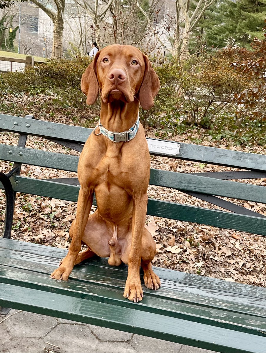 Dana Perino tweet media