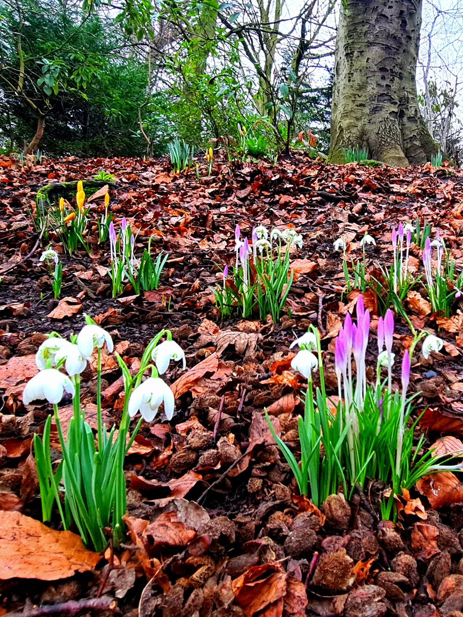 is_glasgow's tweet photo. Spring flowers in amongst the trees in Victoria Park in the west end of Glasgow. Seeing things like this always makes my day!
#glasgow #spring #springflowers #victoriapark #glasgowparks #springhassprung #springinglasgow #scotlandinspring #glasgowinspring #snowdrops #crocuses https://t.co/in8Tf8Lune