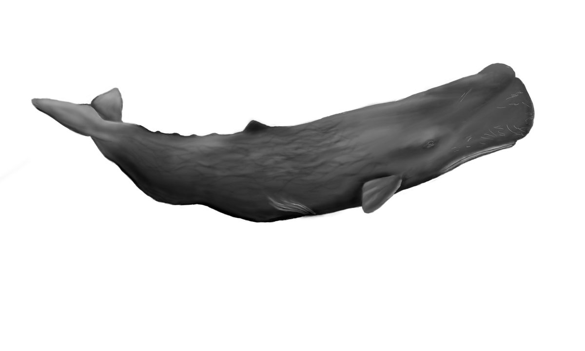 If you are interested in how the Antarctic Ocean sounds like, check out our AWI OZA sound library which just got brand new illustrations from Marie Schall:
awi.de/en/science/cli…