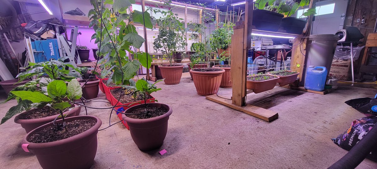 When the Northern climate forbids you from growing outdoors in the winter, you adapt👍🍁🍅🥔🥒🥕 #GardeningTwitter #4thTurningsolutions
#organicagriculture
#resilient