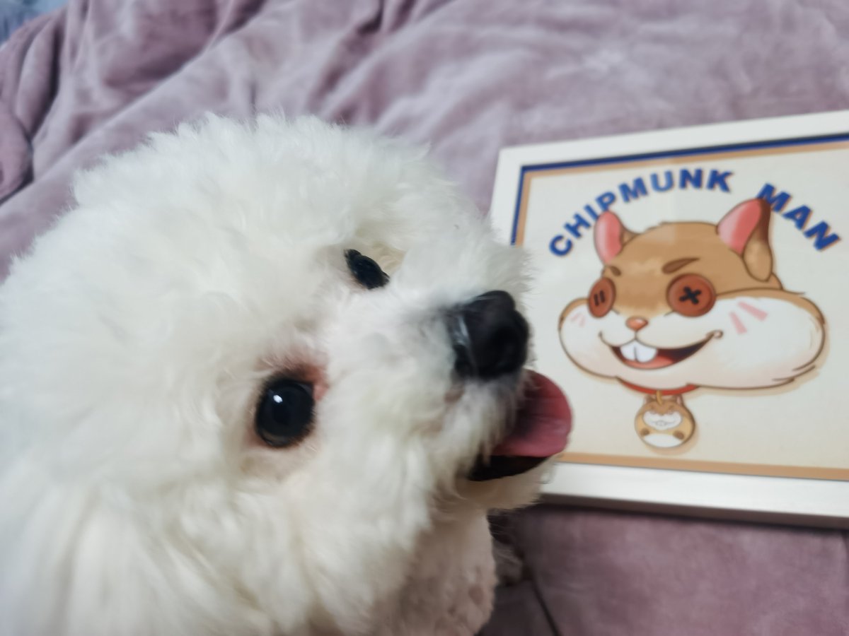 🎊We gained 2,600 Twitter followers and over 1,100 members online on Discord without buying bots and without paying any paid promoters. 

Chipmunk man ≠ A Burger
Chipmunk man = A Benz

Our wallet submission is now open, if you have WL please don't forget to submit your wallet