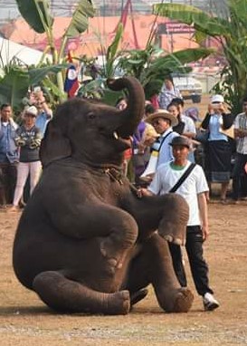 Elephants are brutalised into performing tricks like those seen at the #FestivalofElephants in #Laos they perform out of FEAR not willingness! Shouldn’t we be better than bullying &amp; brutalising the voiceless for entertainment in 2023?