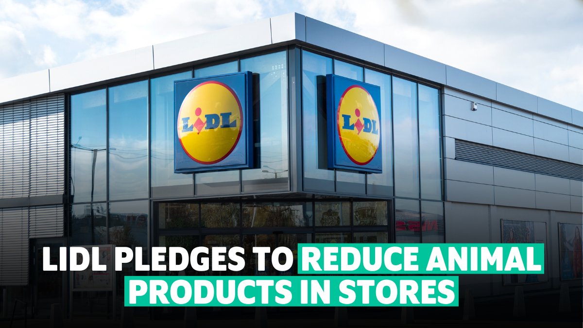 veganuary's tweet photo. Fantastic news, @lidl! 👏 The German supermarket will significantly reduce animal products because of their environmental impact. Lidl will also continue to expand its #plantbased ranges to encourage people to choose more sustainable options.🌱Let us know what you think! 👇️ https://t.co/Vg6E2aXHil