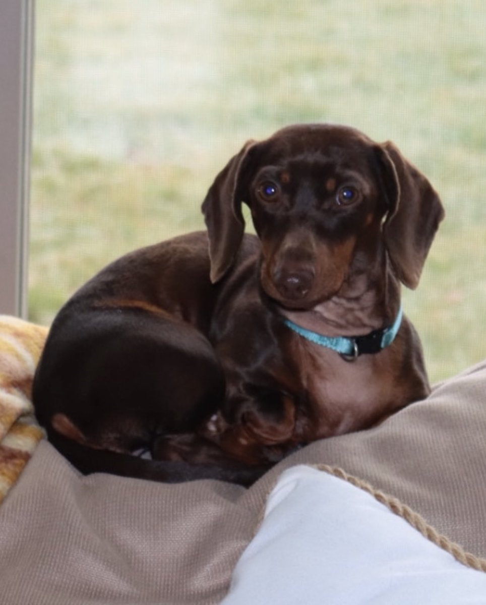 DawgsView's tweet photo. Woof https://t.co/4dtUvfZTTd