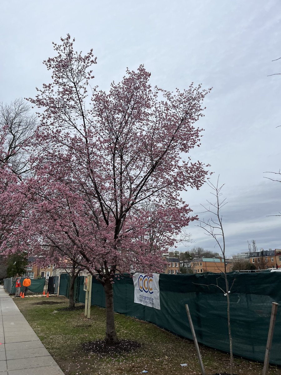 rebscooper's tweet photo. @capitalweather This tree in SW DC bloomed seemingly overnight… yikes. https://t.co/AY7xOoHvUN