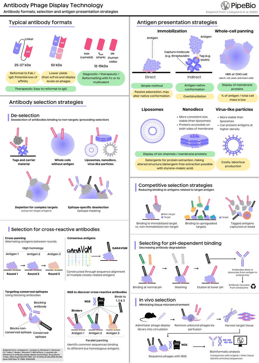pipe_bio's tweet photo. An overview of one of the hallmark in vitro selection technologies used for antibody discovery: Phage Display👇 

(adapted from Ledsgaard et al. 2022, full ref. see bottom of graphic)

#phage #biologics #drugdiscovery #antibody #antibodydiscovery #drugdevelopment #antibodies https://t.co/xk5H6Y2vM3