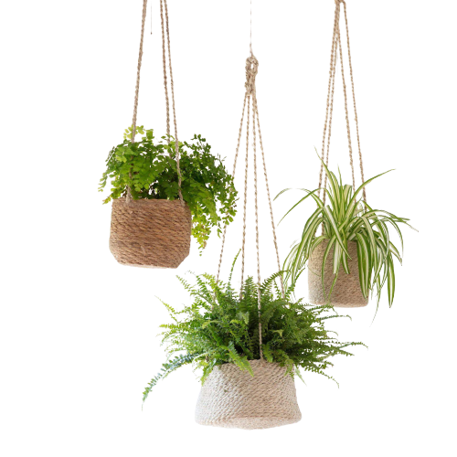 HappyRoots4's tweet photo. Looking to elevate your plant collection? 
Whether you're a seasoned plant parent or just starting out, there's always room to add more green to your space. Add effectiveness with our tips.
visit the link below https://t.co/D9ZnGZhrFL
#plantcollection #greenthumb #pots #plants https://t.co/ep3gbi1VgC